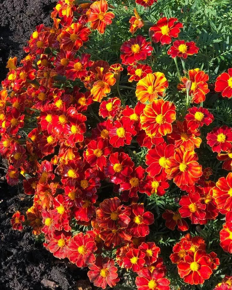 French Marigold Seeds DISCO RED Non-GMO Beneficial Flowers for Gardens Tagetes patula 100 Seeds