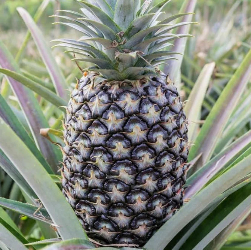 White Jade Pineapple Starter Plant - Planted Rooted Live Fruit Tree - Ananas comosus - Set of 2