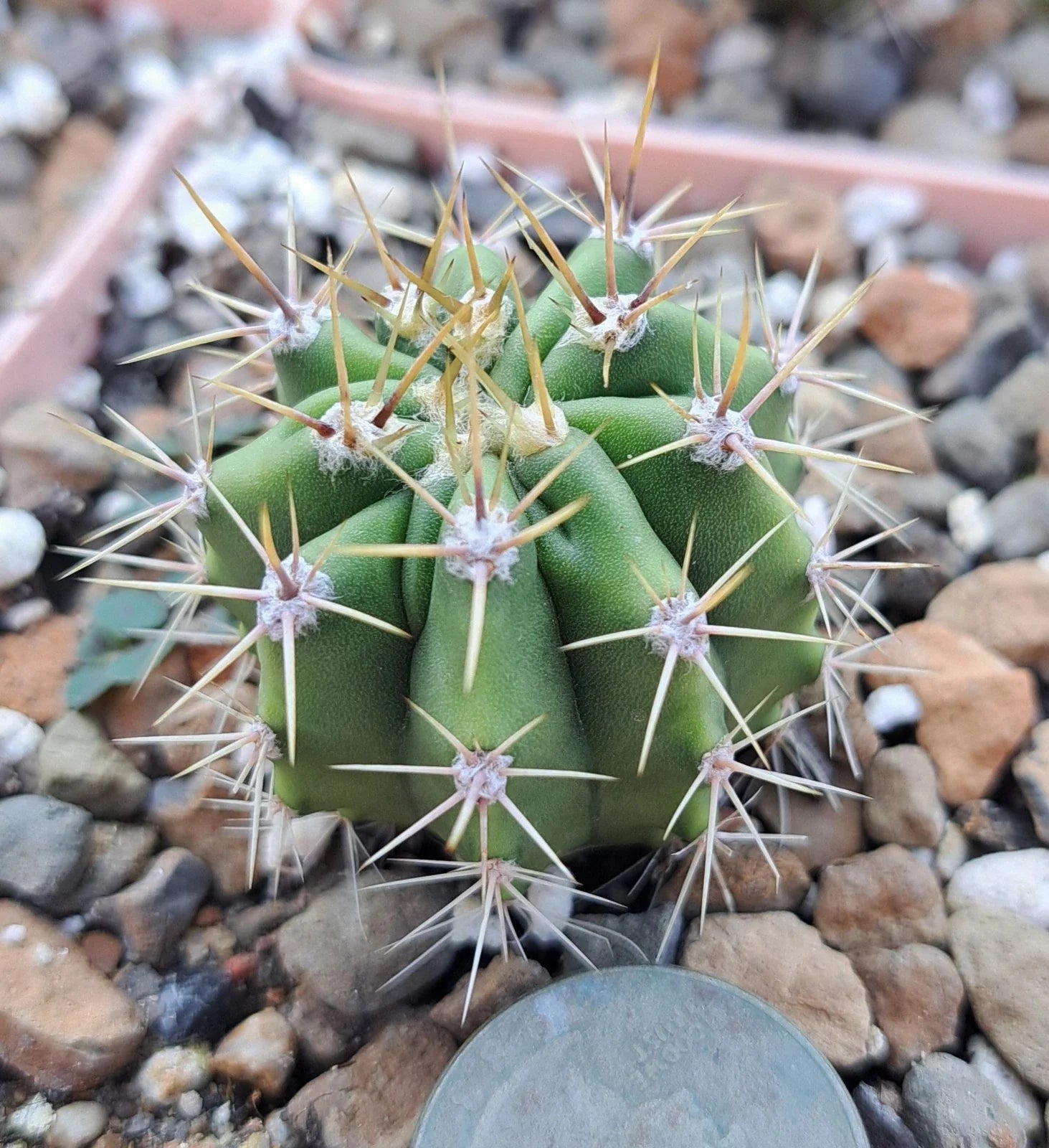 Ferocactus Robustus Bare Root Cactus Plant - Large Barrel Cactus - Unique Desert Plant - Succulent for Home Decor