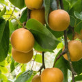 Shinko Pear Tree 2-3 Ft Tall Asian Pear (Pyrus pyrifolia ‘Shinko’) - Juicy, Crisp Fruit, Ideal for Planting
