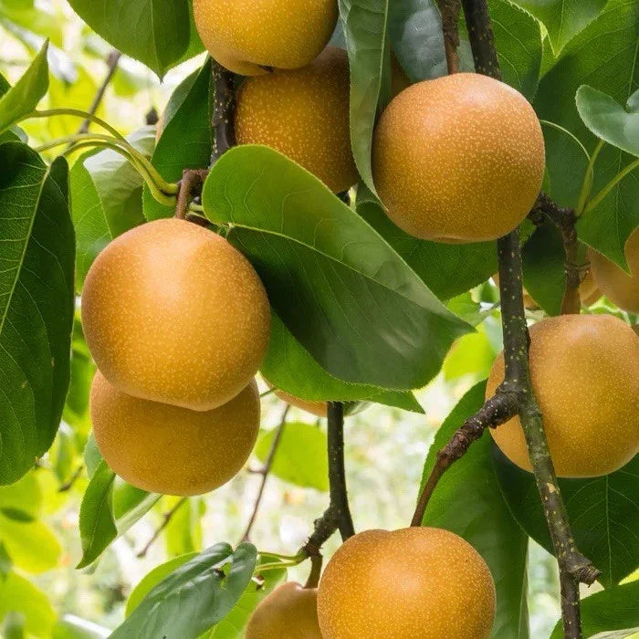 Shinko Pear Tree 2-3 Ft Tall Asian Pear (Pyrus pyrifolia ‘Shinko’) - Juicy, Crisp Fruit, Ideal for Planting