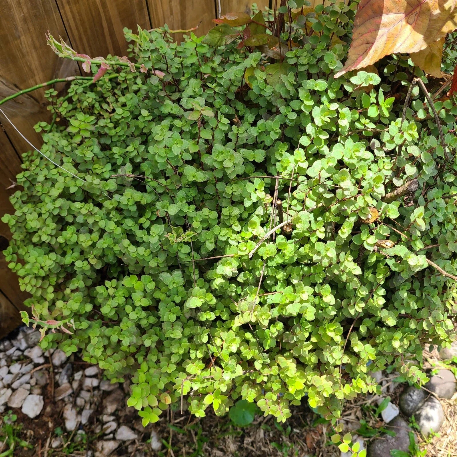 Dwarf Bolivian Calisia Repens Plant Cuttings - 40 Rooted Cuttings for Easy Propagation and Indoor Gardening