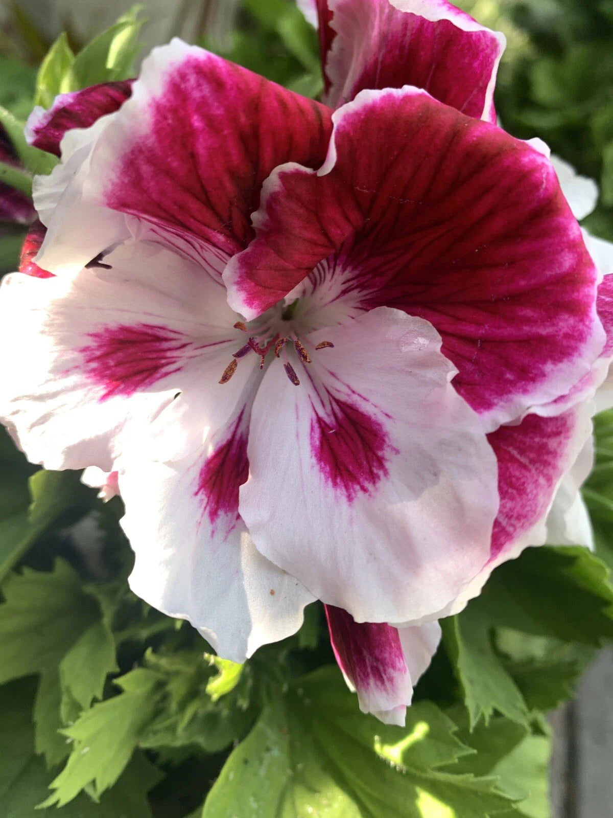 Rare White and Purple Geranium Cuttings - 6 Inch Long - Pelargonium spp. - 3 Cuttings