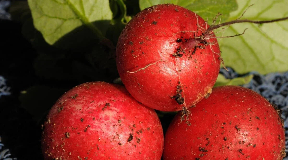 Saxa 2 Radish Seeds - 500+ Count - Fast Growing Garden Vegetable - Raphanus sativus - USA