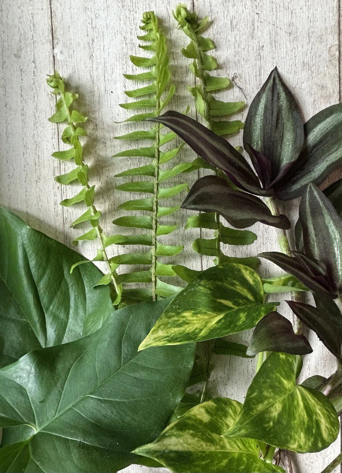 Rooted Plant Cuttings - 12 Pack - Various Varieties - Perfect for Propagation and Gardening