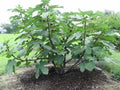 Chicago Hardy Fig Live Plant 4 Inch Pot Ficus carica Chicago Hardy Edible Fruit Container Tree Cold Hardy