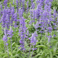 Sage Seeds 500 Pack Blue Salvia Perennial for Hummingbirds & Butterflies, Non-GMO, USA Grown