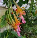 Disocactus salvadorensis | Rare Pastel Epiphytic Cactus | Cloud Forest Variety | Unique Indoor Plant