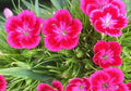 Terrace Garden Flower Seeds - 100 Non-GMO Red/Pink Virgo Seeds - Ideal for Vibrant Outdoor Displays, Perfect for Gardening