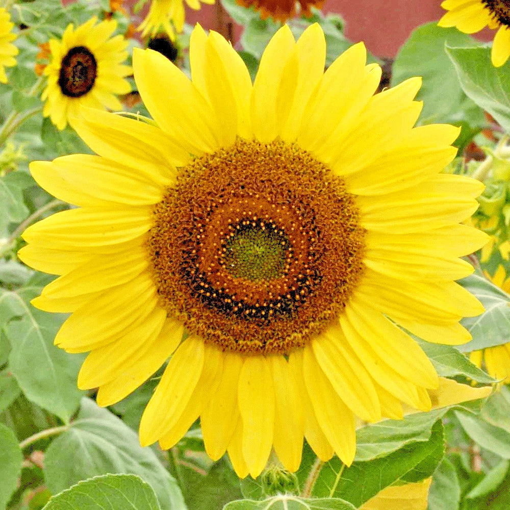 Lemon Queen Sunflower Seeds - 51+ Native Wildflower for Summer Garden - Helianthus annuus