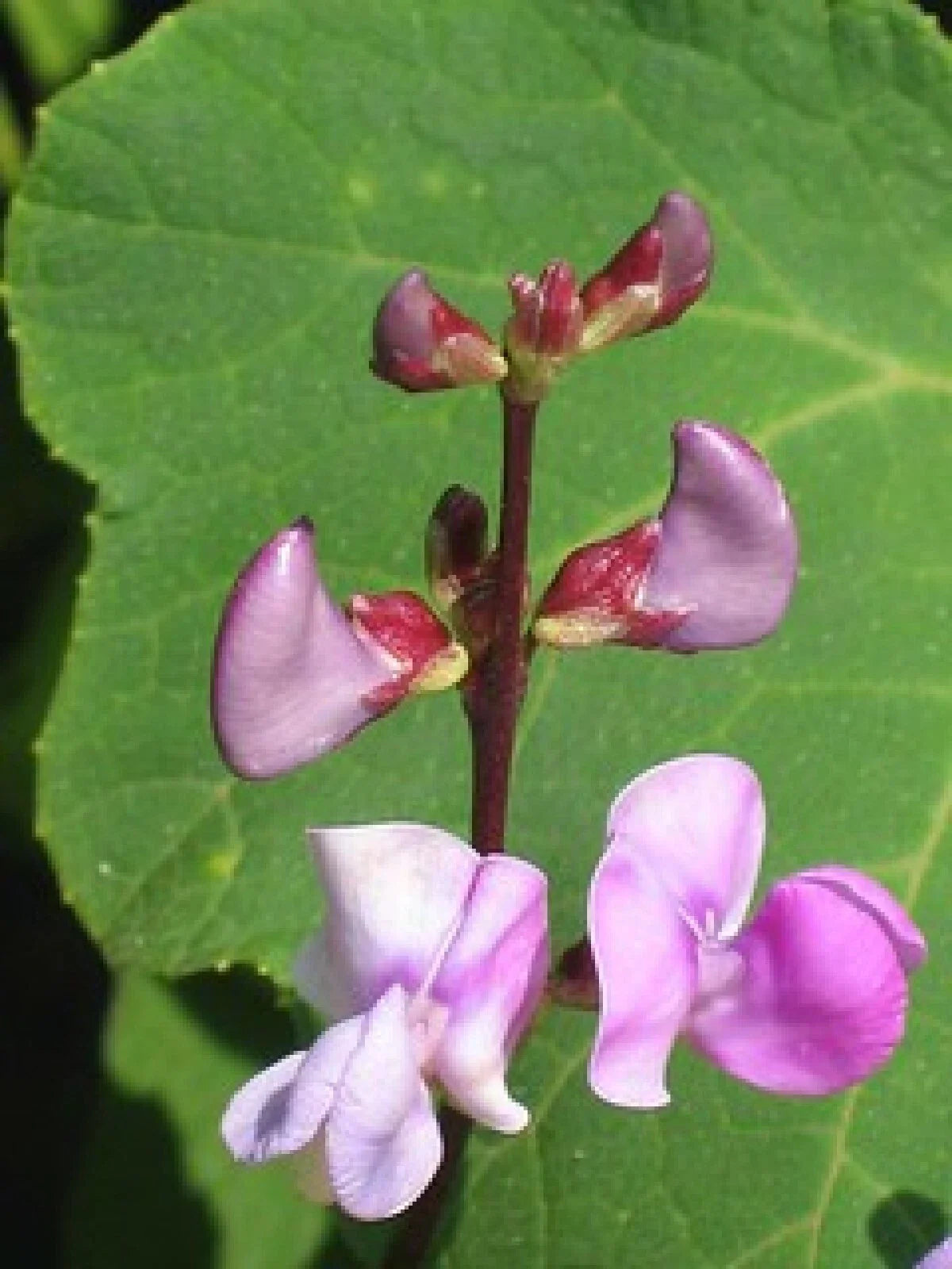 Wild Pea Vine Seeds - Organic Dolichos biflorus - 25 Seeds - Edible Ground Cover Plant