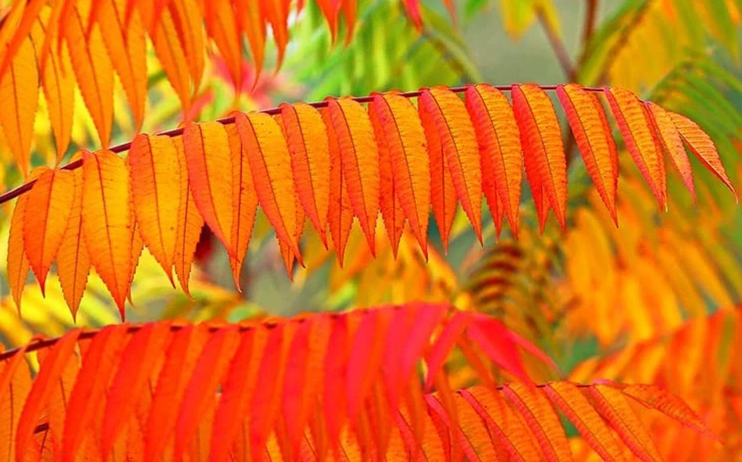 Flameleaf Sumac Tree Seeds - 30 Count - Vibrant Fall Color - Rhus copallinum