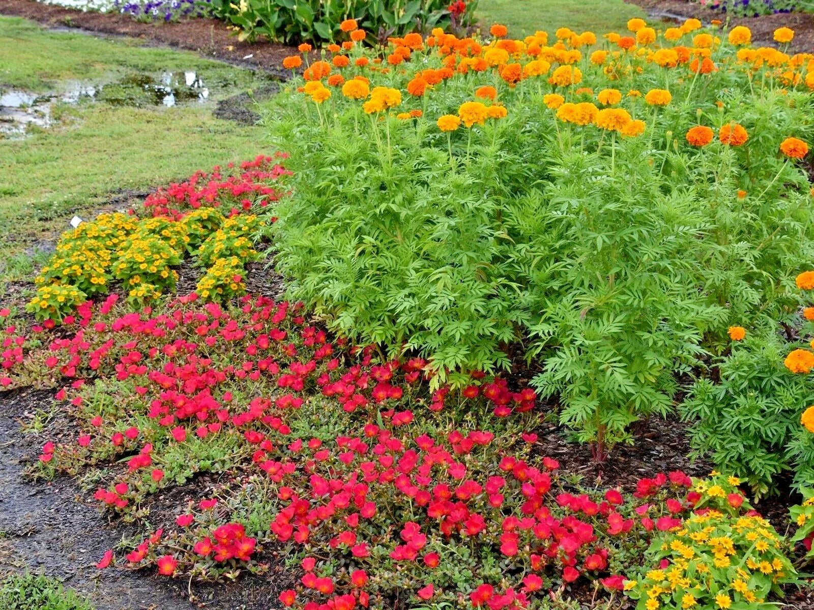 African Marigold Flower Seeds - 301+ Seeds - Deer Resistant, Pollinator Friendly - Tagetes erecta