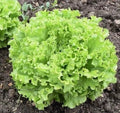 Fresh Grand Rapids Leaf Lettuce Seeds - 4g Premium Quality - Ideal for Home Gardening (Lactuca sativa)