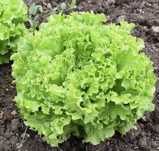 Fresh Grand Rapids Leaf Lettuce Seeds - 4g Premium Quality - Ideal for Home Gardening (Lactuca sativa)