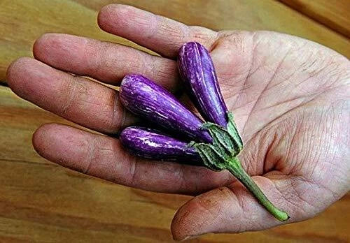 Mini Eggplant Seeds - 25 Pack - Little Fingers Variety, Asian Heirloom, Non-GMO, Great for Home Gardening