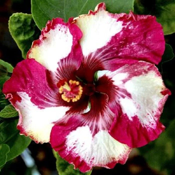 Hibiscus Flower Seeds - 20 Red & White Perennial Seeds - Hibiscus rosa-sinensis - US Seller