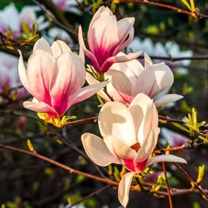 Saucer Magnolia Tree 6-12" Live Plant Soulangeana Magnolia 2.5" Pot