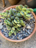 Succulent Cuttings 8 Crassula Sericea Var. Veluntia Green Plants