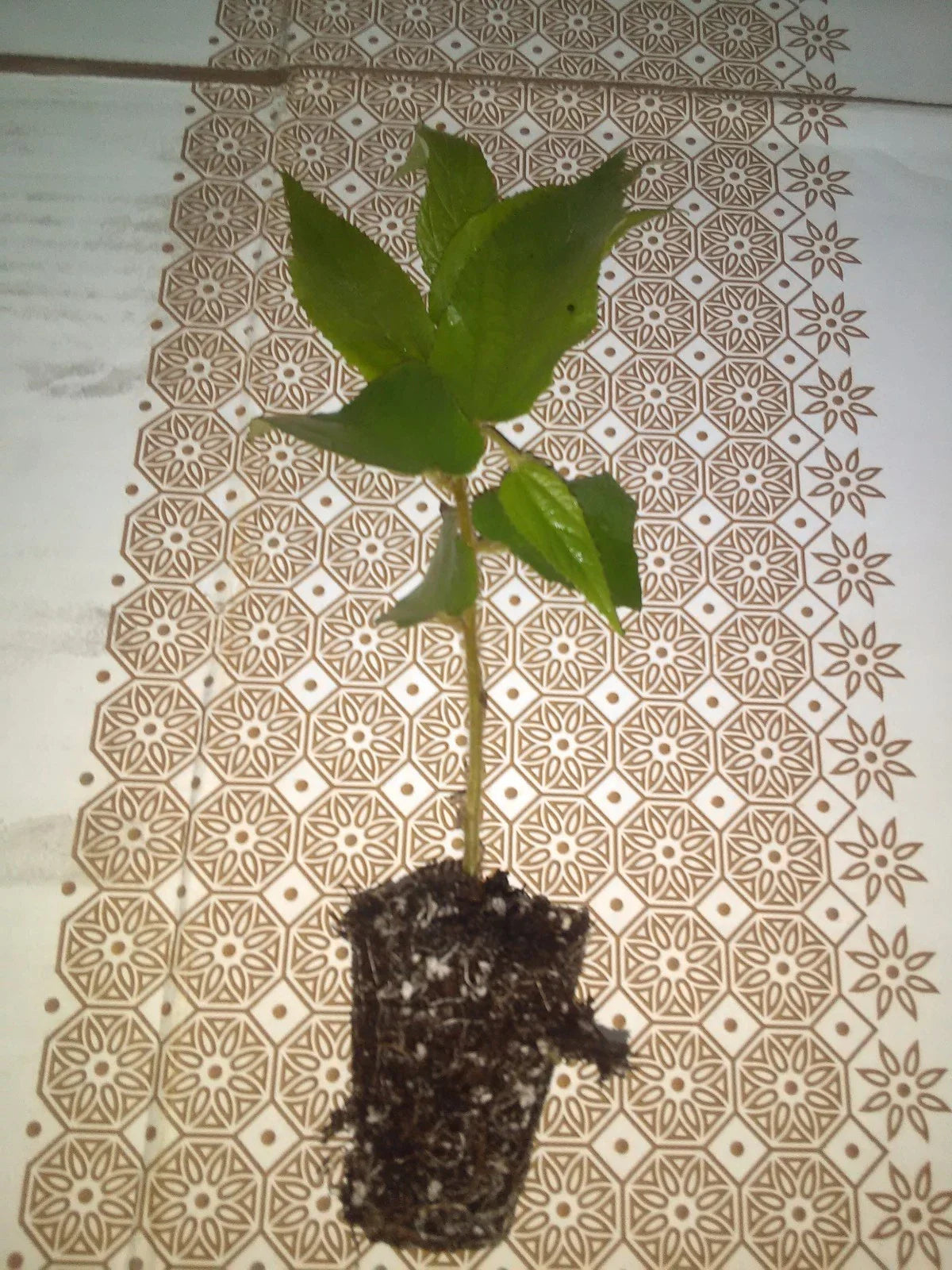 Jamaican Cherry Tree 4" Potted Plant Muntingia calabura Strawberry Tree