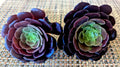 AEONIUM "BLACK ROSE" Cuttings - 2" Diameter - Succulent Plant Cuttings for Gardening and Propagation