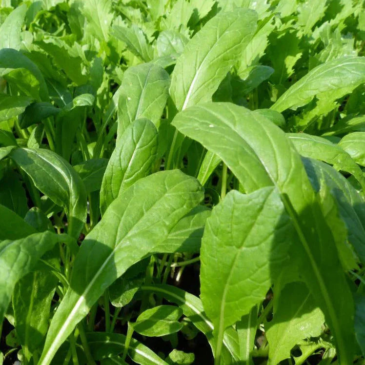 Mibuna Mustard Greens Seeds - Brassica Rapa Japonica, Dento Variety for 2025 Planting