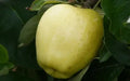 Yellow Transparent Apple Seeds - 25+ Pack for Garden Planting - Malus domestica - USA Shipping