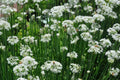 Garlic Chives Seeds 100+ Count Non-GMO Herb Vegetable Garden Allium tuberosum - USA Seller, Free Shipping