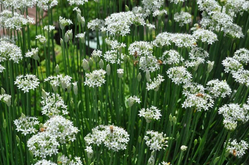 Garlic Chives Seeds 100+ Count Non-GMO Herb Vegetable Garden Allium tuberosum - USA Seller, Free Shipping