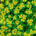 Large Ground Cover Golden Creeping Sedum Plants, Yellow Perennial, Well-Rooted, Sedum acre