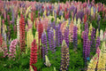 Lupine Seeds - 25+ Loopy Mix - Garden Planting - Lupinus perennis - USA
