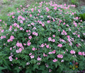 25+ Geranium Seeds for Garden Planting - Wageningen Variety - Pelargonium spp. - USA - Free Shipping