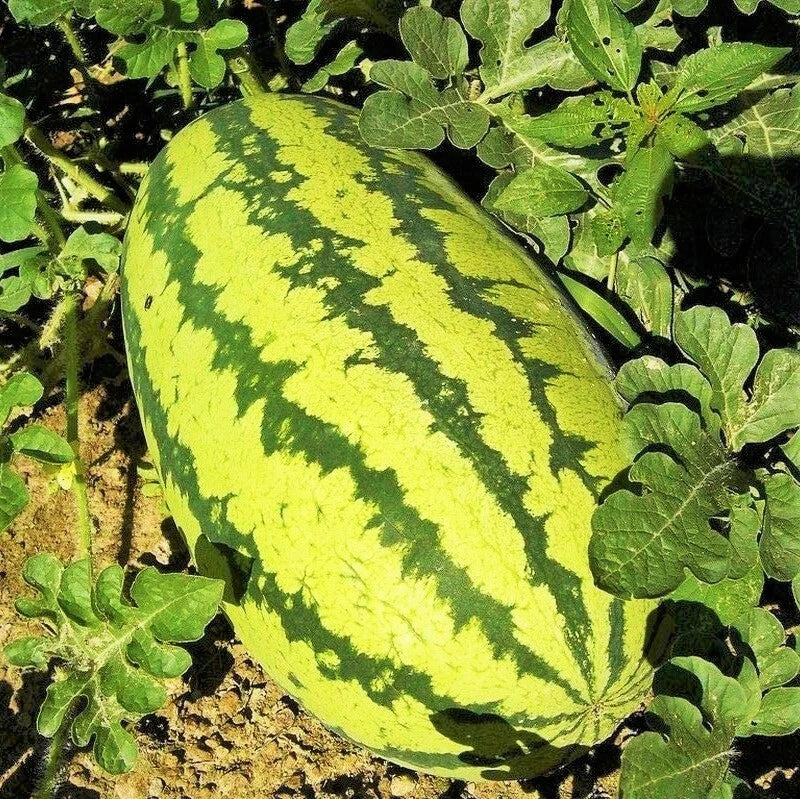 Jubilee Watermelon Seeds | Giant Sweet Green Striped Red Fruit | Citrullus lanatus | Fresh 2025
