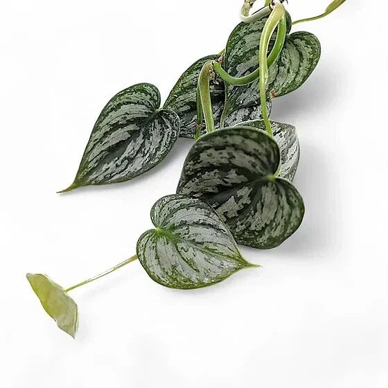 Philodendron Cuttings - 5 Fresh Unrooted Cuttings - Philodendron brandtianum