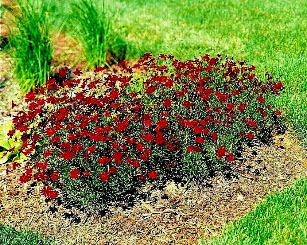 Dwarf Red Plains Coreopsis Seeds - 2000+ Native Wildflower, Drought Tolerant, Heat Resistant, Attracts Pollinators