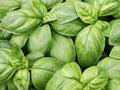 Italian Sweet Basil Herb Seeds - 200 Non-GMO Organic Edible Seeds for Garden - Ocimum basilicum