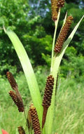Pinecone Cattail Seeds 50 Seeds Carex shortiana Shorts Sedge for Planting