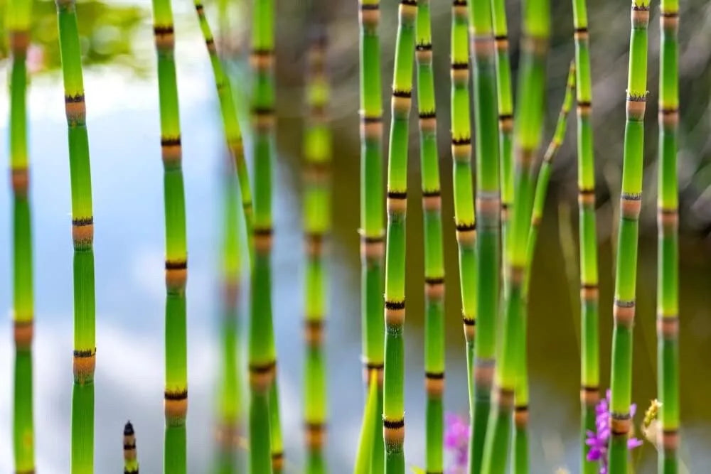 Horsetail Plant Cuttings - Equisetum - Aquatic Feature for Koi Pond - Hardy Perennial Plant Cuttings