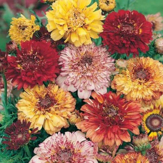 Painted Daisy Seeds - DUNETTI MIX - Heirloom Chrysanthemum - Non-GMO - 100 Seeds - Perennial Flower Garden