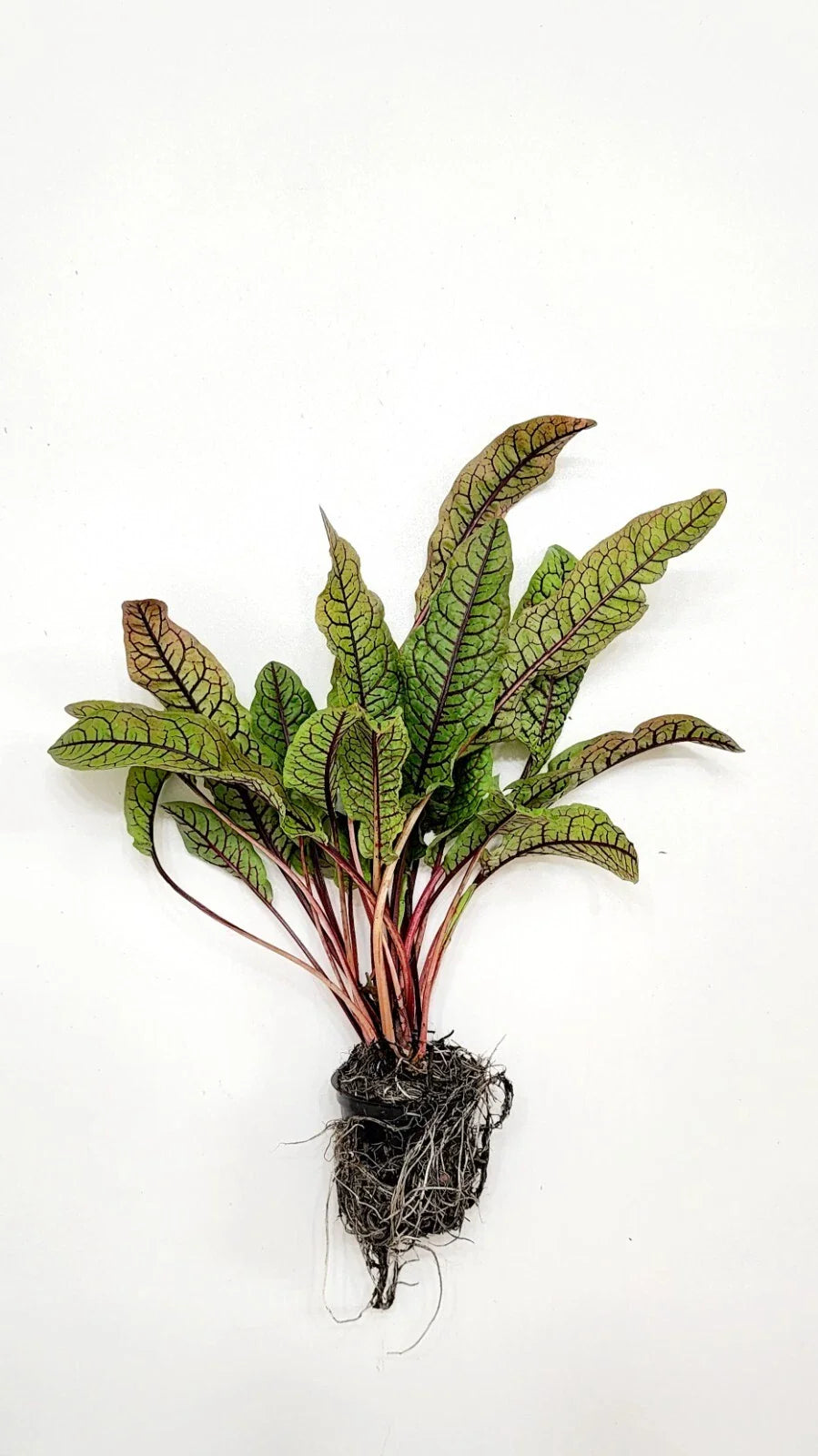 Cold Hardy Bloody Dock Bare Root – Rumex sanguineus, Red-Veined Sorrel, Aquatic Marginal Pond Plant, Perennial Water Garden
