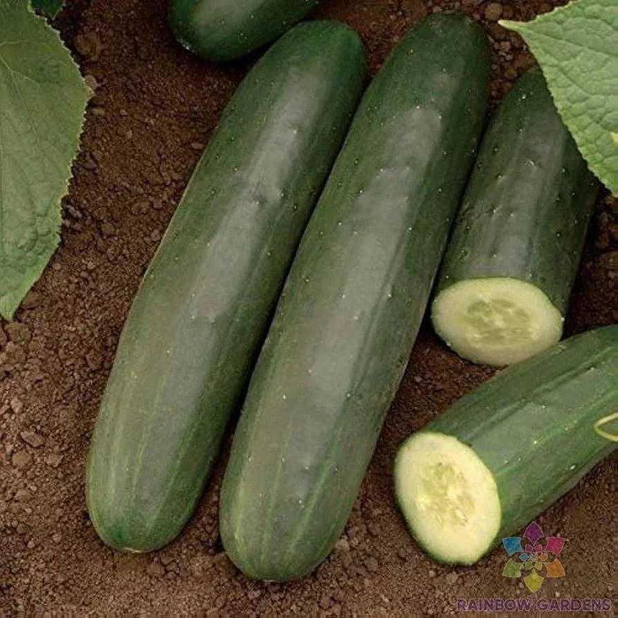 Darlington Cucumber Seeds - 25+ Seeds for Garden Planting - Cucumis sativus - USA Grown, Non-GMO