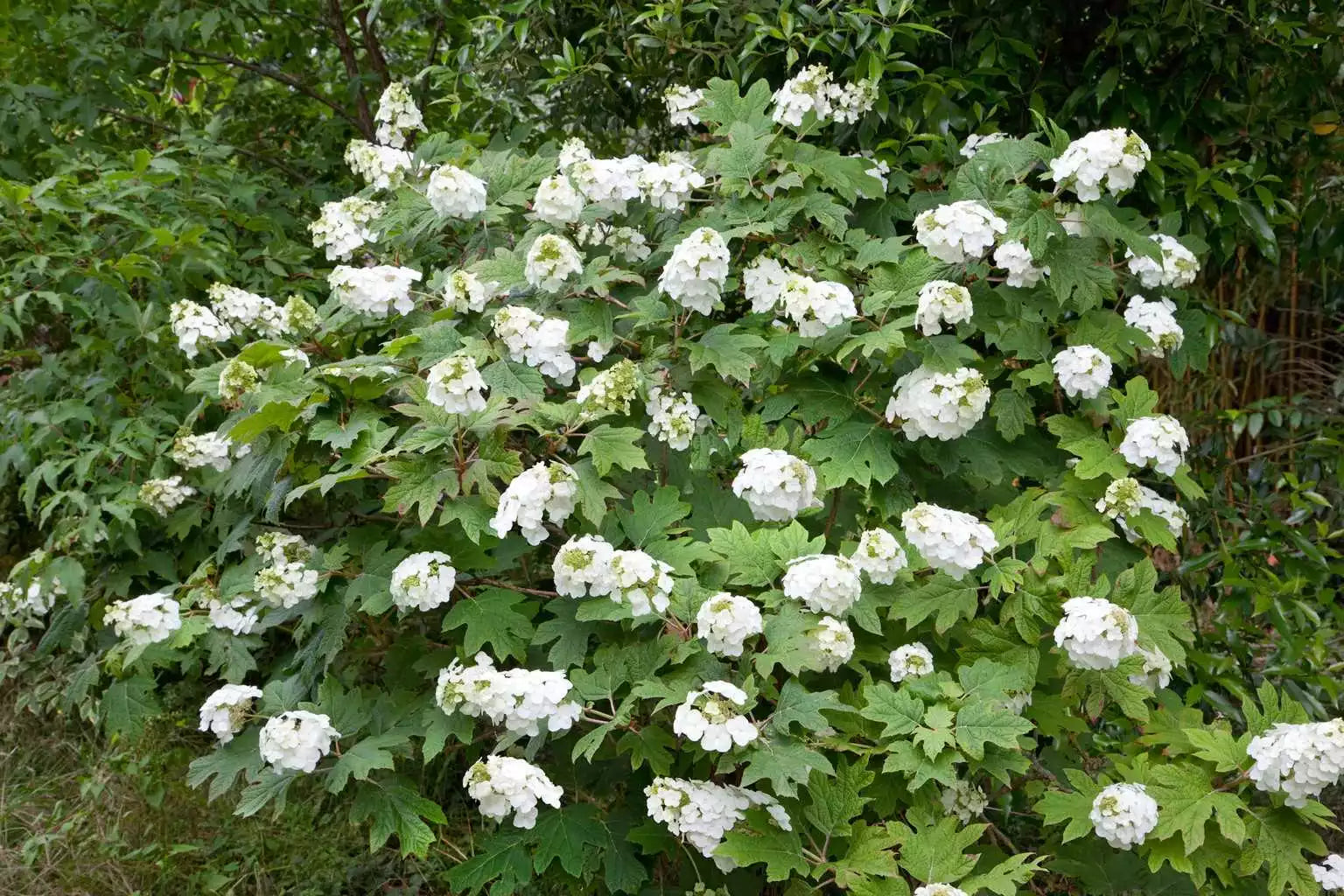 Live Plant - 14 Inch Snow Queen Oakleaf Hydrangea - Hydrangea quercifolia 'Snow Queen' - White Flowers - Zones 5-9