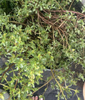 Live Purslane Plants Bare Root Starter Bundle – Fast Growing Edible Herb (Portulaca oleracea)
