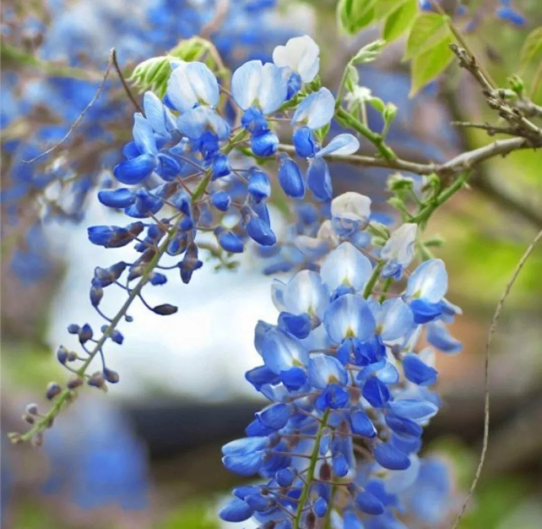 Wisteria Cuttings 6-8" Blue Moon Unrooted Fresh Vine Tree