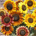 Sunflower Seeds Mix 100+ Count Crazy Mix 15+ Varieties Helianthus annuus Easy to Grow