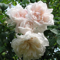 Madame Alfred Carriere Climbing Rose Cuttings - 4 Live Cuttings - Sweet Scent, Unique Color - Rosa 'Madame Alfred Carriere'