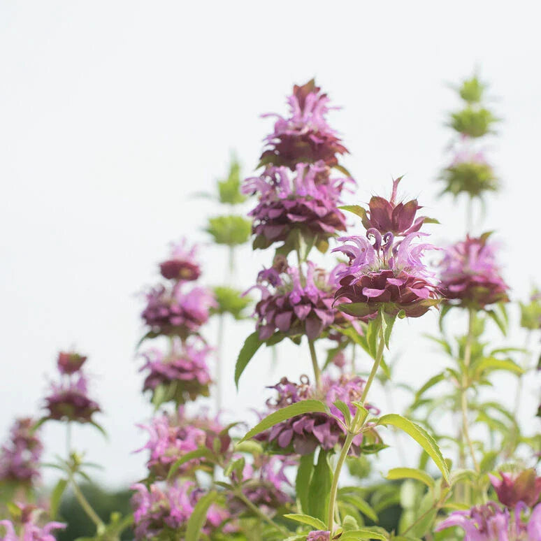 Lemon Mint Seeds - 1000 Non-GMO Culinary Herb Seeds - Mentha × piperita 'Citrata' - Free Shipping USA Seller