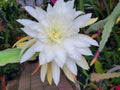 Epiphyllum Plant in 4 Inch Pot | Jinzaburo Matsumiya | Large Flowers | Epicactus