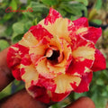 Cinderella Desert Rose Adenium Obesum Small Rooted Seedling Plant 4-6 Inches - Unique Colorful Blooms