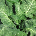 Collard Seed - Vates Collards Fresh Seed - Non-GMO, Heirloom Variety, Organic Gardening, Brassica oleracea